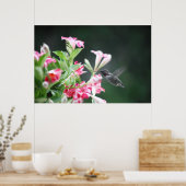 kolibrie in mandevilla poster (Keuken)