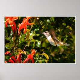Kolibrie in vlucht – Tuin Wildlife Foto Poster
