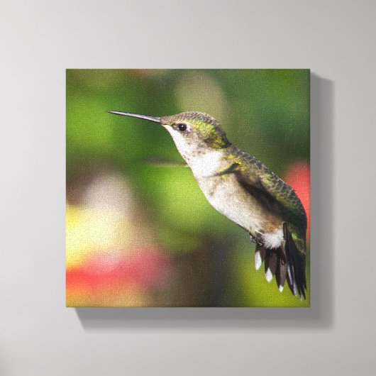 Kolibrie Juveniele Man Canvas Afdruk (Voorkant)