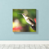 Kolibrie Juveniele Man Canvas Afdruk (Insitu (Houten vloer))