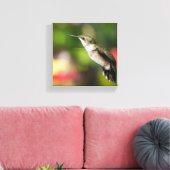 Kolibrie Juveniele Man Canvas Afdruk (Insitu (Woonkamer))