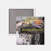 Kolibrie Legen in Water 2 Magneet (Voorkant / Achterkant)