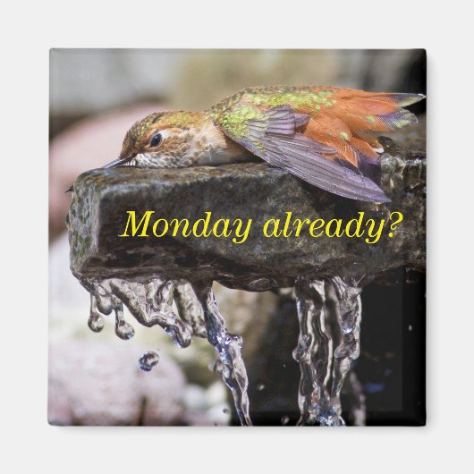 Kolibrie Legen in Water 2 Magneet (Voorkant)