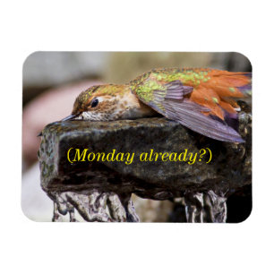 Kolibrie Legen in Water 2 Magneet