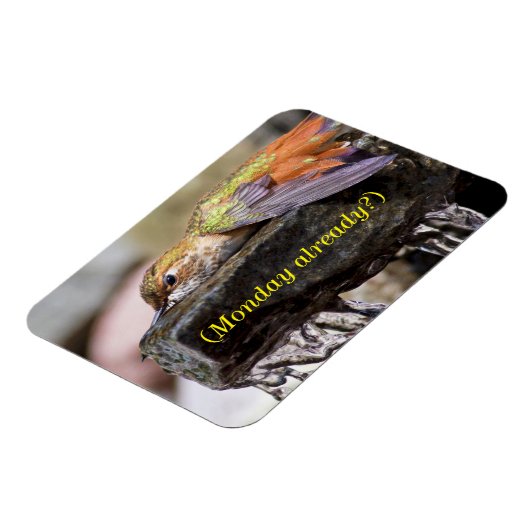 Kolibrie Legen in Water 2 Magneet (Linkerzijde)