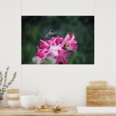 kolibrie met belladonnaliegen poster (Keuken)