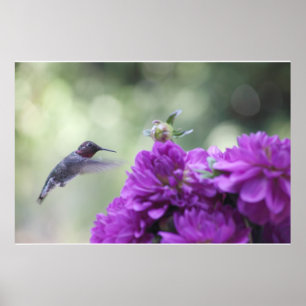 Kolibrie met paarse dahlia's poster