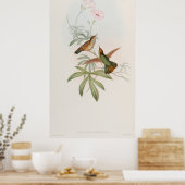 Kolibrie met paarse staart door John Gould Poster (Keuken)