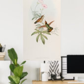 Kolibrie met paarse staart door John Gould Poster (Thuiskantoor)