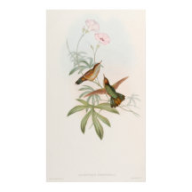 Kolibrie met paarse staart door John Gould