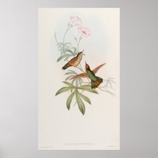 Kolibrie met paarse staart door John Gould Poster (Voorkant)