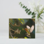 Kolibrie Moeder eten omhoog Briefkaart (Staand voorkant)