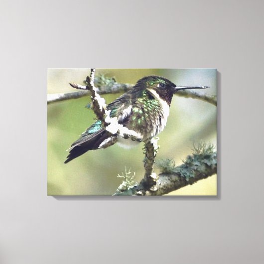 Kolibrie muurkunst Canvas Afdruk (Voorkant)