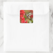 Kolibrie nippen nectar vierkante sticker (Tas)