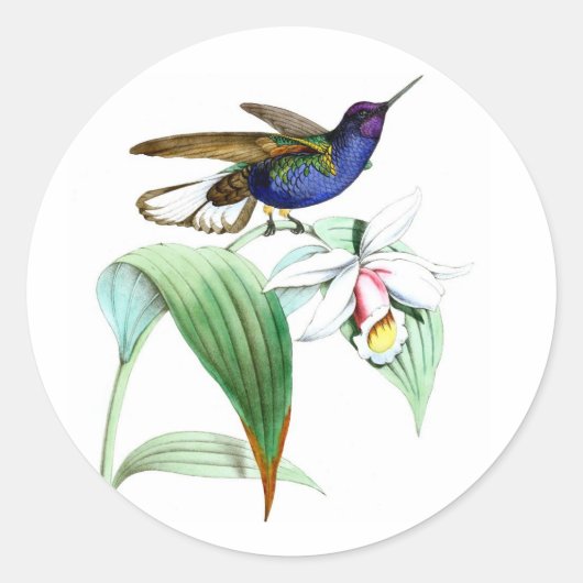 Kolibrie no.1 violette paarse vogel witte bloem ronde sticker (Voorkant)