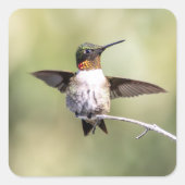 Kolibrie ontwerp #4Q7A0015 Vierkante Sticker (Voorkant)