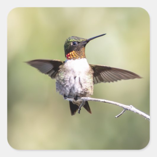 Kolibrie ontwerp #4Q7A0015 Vierkante Sticker (Voorkant)