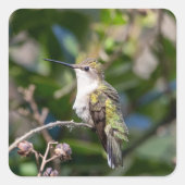 Kolibrie ontwerp #4Q7A5301 Vierkante Sticker (Voorkant)