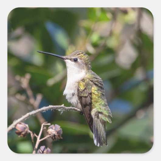 Kolibrie ontwerp #4Q7A5301 Vierkante Sticker (Voorkant)