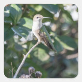 Kolibrie ontwerp #4Q7A9974 Vierkante Sticker (Voorkant)