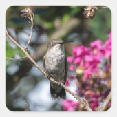 Kolibrie ontwerp #8354 vierkante sticker (Voorkant)