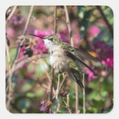 Kolibrie ontwerp #8401 vierkante sticker (Voorkant)