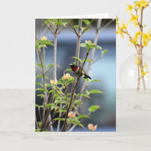 KOLIBRIE OP DOGWOOD TREE KAART (Gele Bloem)