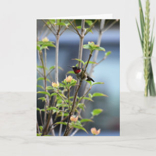 KOLIBRIE OP DOGWOOD TREE KAART