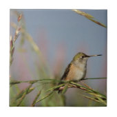 kolibrie op gras tegeltje (Voorkant)