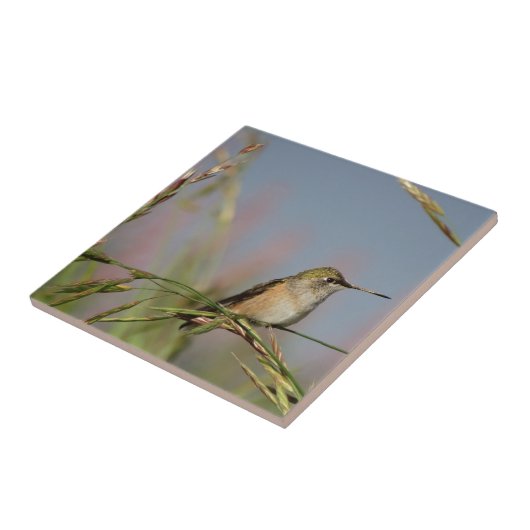 kolibrie op gras tegeltje (Zijkant)