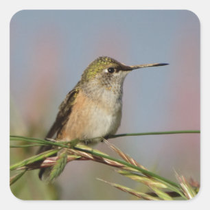kolibrie op gras vierkante sticker