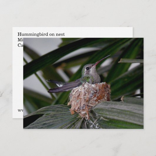 Kolibrie op het Briefkaart (Voorkant / Achterkant)