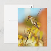 Kolibrie op tak briefkaart (Voorkant / Achterkant)