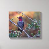 kolibrie op zonsondergang canvas afdruk (Voorkant)