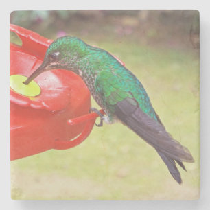 KOLIBRIE/PAARSE SABREWING/STENEN ONDERZETTER