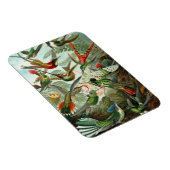 Kolibrie Premium Magnet Magneet (Rechterzijde)