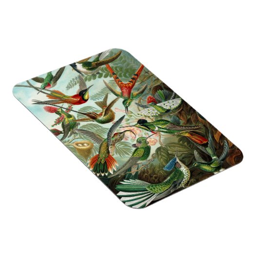 Kolibrie Premium Magnet Magneet (Rechterzijde)