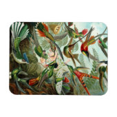 Kolibrie Premium Magnet Magneet (Horizontaal)