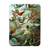 Kolibrie Premium Magnet Magneet (Verticaal)