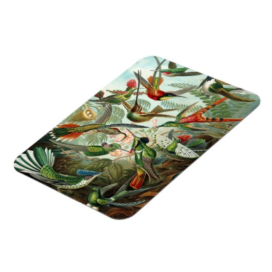 Kolibrie Premium Magnet Magneet (Linkerzijde)