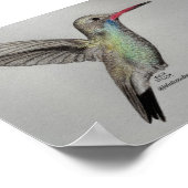 Kolibrie - Print (Hoek)