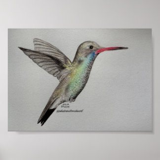 Kolibrie - Print