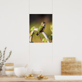 Kolibrie Resting 16 x 20 Poster (Keuken)