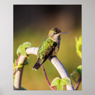 Kolibrie Resting 16 x 20 Poster