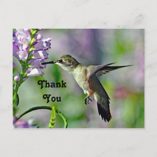 Kolibrie Roze Bloemendierentuin Foto Bedankt Briefkaart