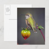 Kolibrie rust op bloemknop briefkaart (Voorkant / Achterkant)