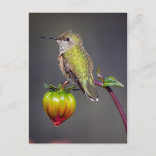 Kolibrie rust op bloemknop briefkaart