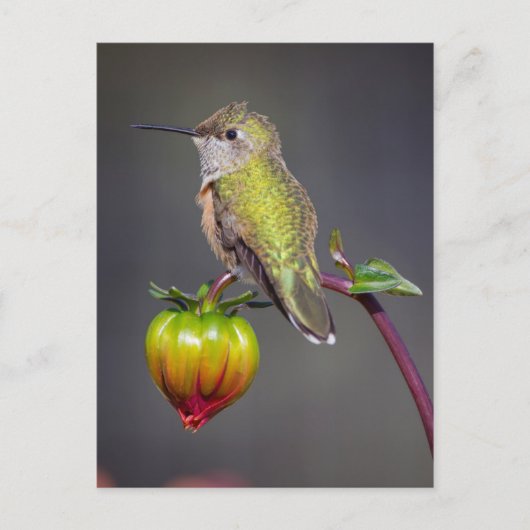 Kolibrie rust op bloemknop briefkaart (Voorkant)
