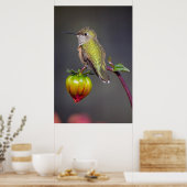 Kolibrie rust op bloemknop poster (Keuken)