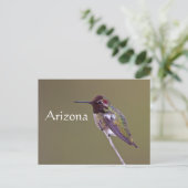 Kolibrie rustend, Arizona Briefkaart (Staand voorkant)